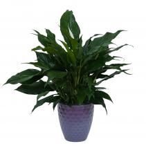  Peace Lily Plant in Beautiful Container Plant