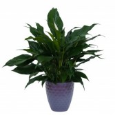 Peace Lily Plant in Ceramic Container Plant