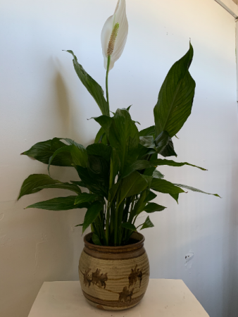PEACE LILY PLANT In ceramic pot
