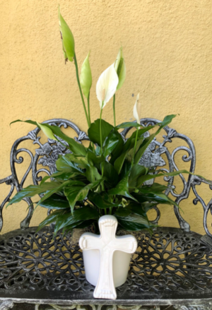 Peace lily plant in Cross Planter 