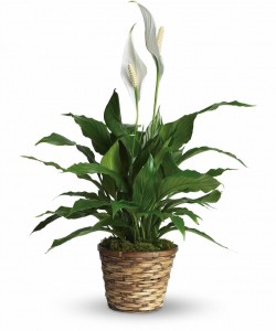 PEACE LILY PLANT INDOOR PLANTS