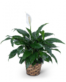 Peace Lily Plant Plant