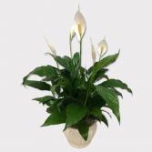 Peace Lily Plant Plant 
