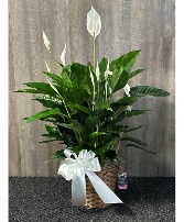 Peace Lily Plant Plant