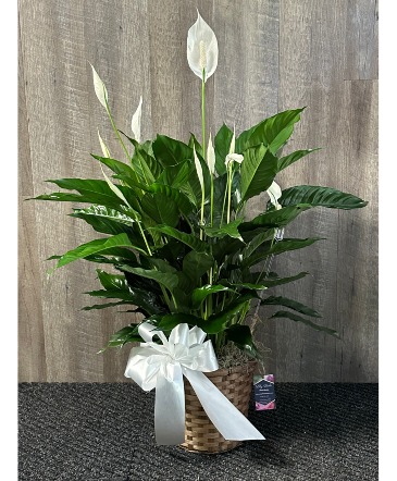 Peace Lily Plant in Chicora, PA | Lily Dale Floral Design Studio