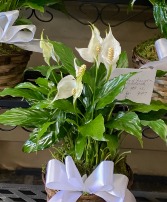 Peace Lily Plant Plant