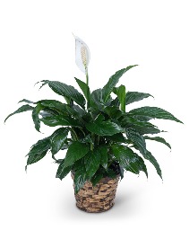 Peace Lily Plant Plant