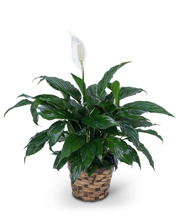 Peace Lily Plant Plant in Mahopac, NY | EMY Custom Flowers