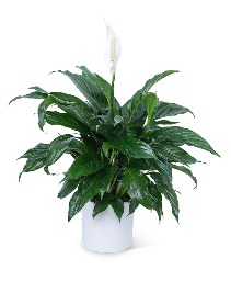 Peace Lily Plant Plant