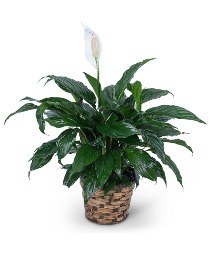 Peace Lily Plant Plant