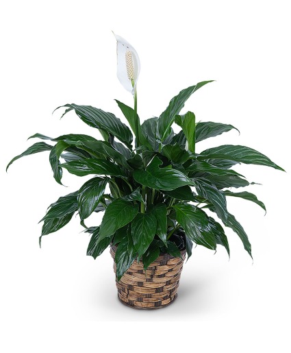 Peace Lily Plant Plant