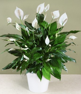 Peace Lily Plant Planter