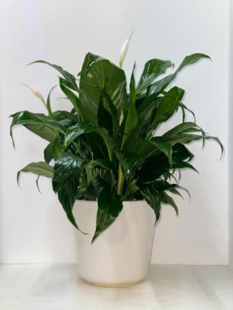 PEACE LILY PLANT POTTED PLANT