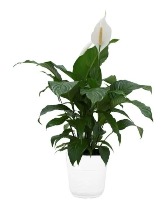 Peace Lily Plant Potted Plant