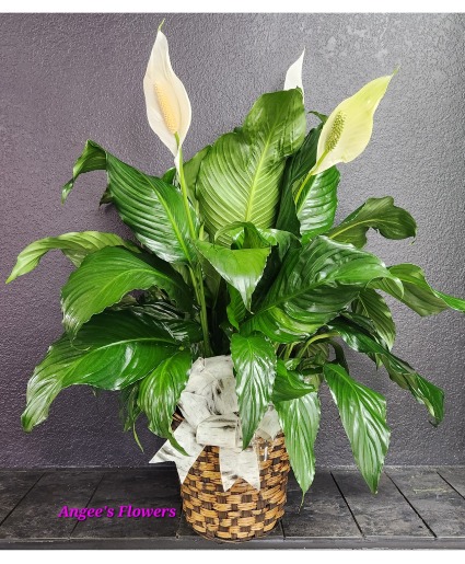 Peace Lily Plant, Premium  Spathiphyllum clevelandii 