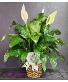 Peace Lily Plant, Premium  Spathiphyllum clevelandii 