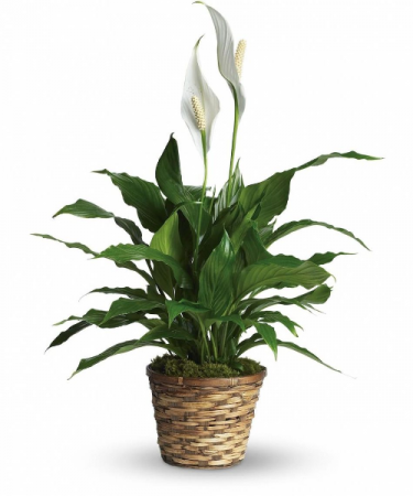 Peace Lily plant small