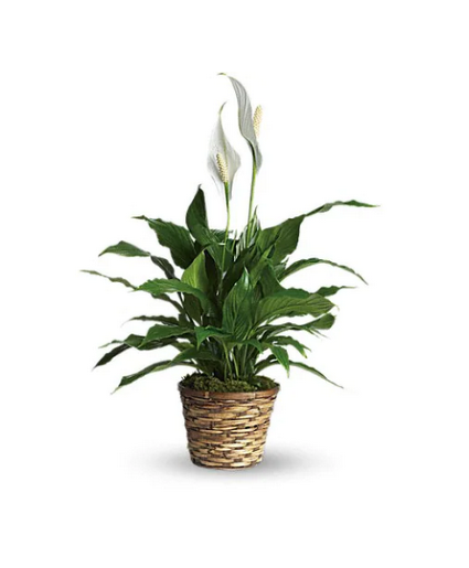 Peace Lily Plant small plant