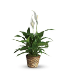 Peace Lily Plant small 6" plant