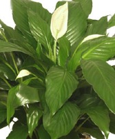 PEACE LILY PLANT Spathiphyllum Clevelandii