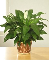 PEACE LILY PLANT    Spathiphyllum clevelandii 