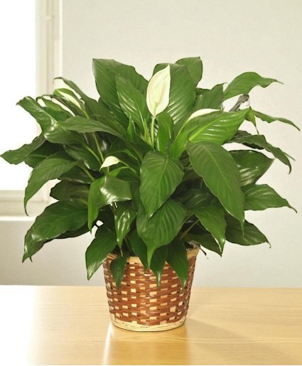 PEACE LILY PLANT Spathiphyllum clevelandii