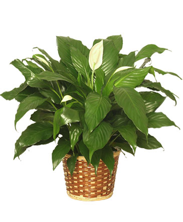 PEACE LILY PLANT    Spathiphyllum clevelandii  in Benton, LA | Mom and Us Flowers with Coffee & Cravings