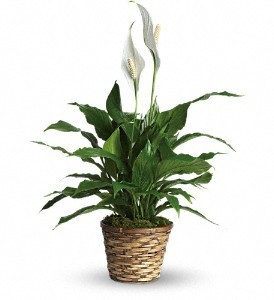 PEACE LILY PLANT Spathiphyllum