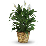 Peace Lily Plant Sympathy