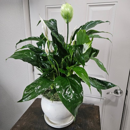 Peace Lily Plant w/ Beautiful Creame White  Ceramic Pot