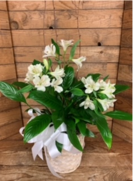 Peace Lily Plant (with fresh flowers added) 