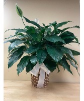 Peace Lily Plant with White Bow Plant