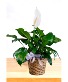 Peace Lily Plant  Basket Arrangement