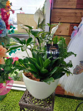 Peace Lily Planter  SOLD OUT