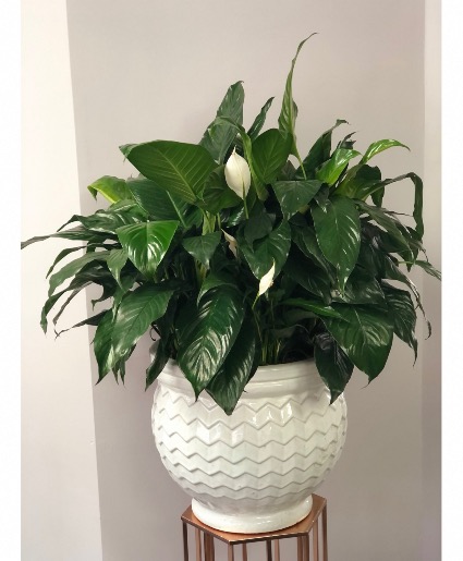 Peace Lily planter in Large Ceramic  