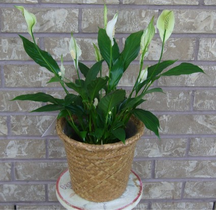 PEACE LILY PLANTER Indoor Blooming Plant