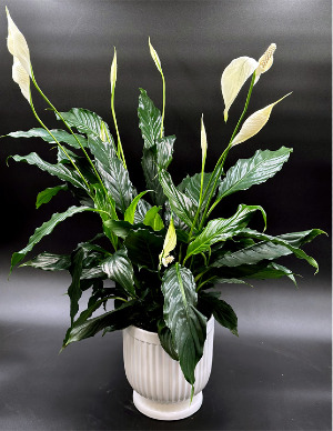 Peace Lily Comfort Planter plant