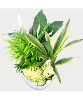 Peace Lily White Planter Plant