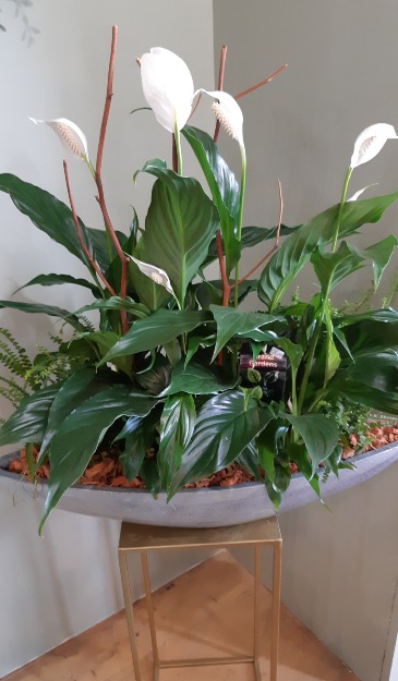 Peace Lily Planter Planter in Cambridge, ON | KELLY GREENS FLOWERS & GIFT SHOP