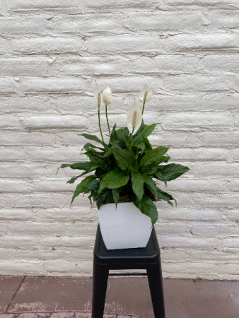 Peace Lily Plants in Richfield, UT | Lily's Floral & Gift