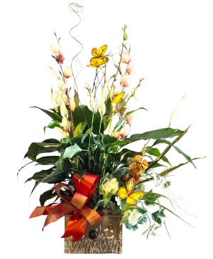 Peace Lily Plus  