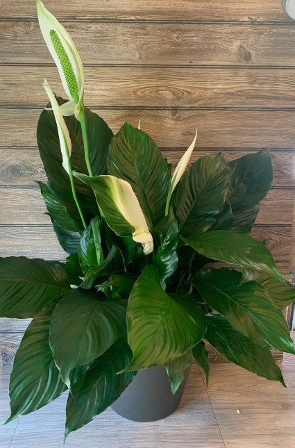 Peace Lily Potted 