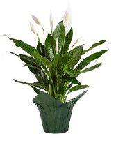 Peace Lily FUNDRAISER
