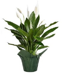 Peace Lily FUNDRAISER