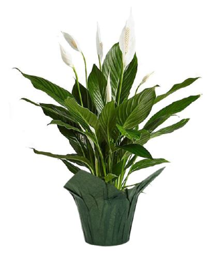 Peace Lily 6" Potted Plant Popular houseplant, known for its glossy green leaves and graceful white blooms.