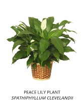 Peace Lily Rentals