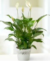Peace Lily Small - 00374 