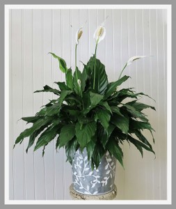 Peace Lily Spathiphyllum
