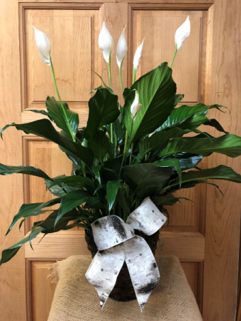 Peace Lily  Spathiphyllum in Appleton, WI | TWIGS & VINES FLORAL