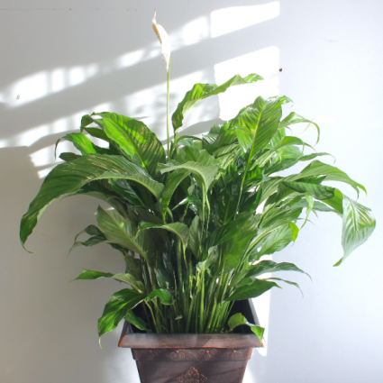 Peace Lily SPATHIPHYLLUM 